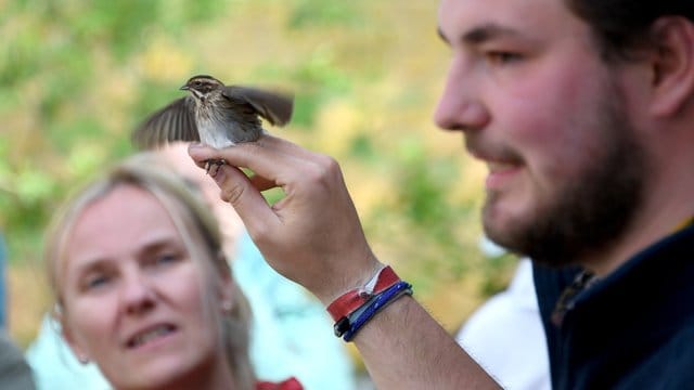 Phil Keuschen, Stationshelfer am Institut für Vogelforschung auf der Nordseeinsel Helgoland, zeigt bei einer Führung einen gefangenen Vogel. Phil Keuschen, Stationshelfer am Institut für Vogelforschung auf der Nordseeinsel Helgoland, zeigt bei einer Führung einen gefangenen Vogel.