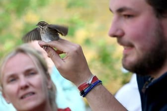 Phil Keuschen, Stationshelfer am Institut für Vogelforschung auf der Nordseeinsel Helgoland, zeigt bei einer Führung einen gefangenen Vogel.