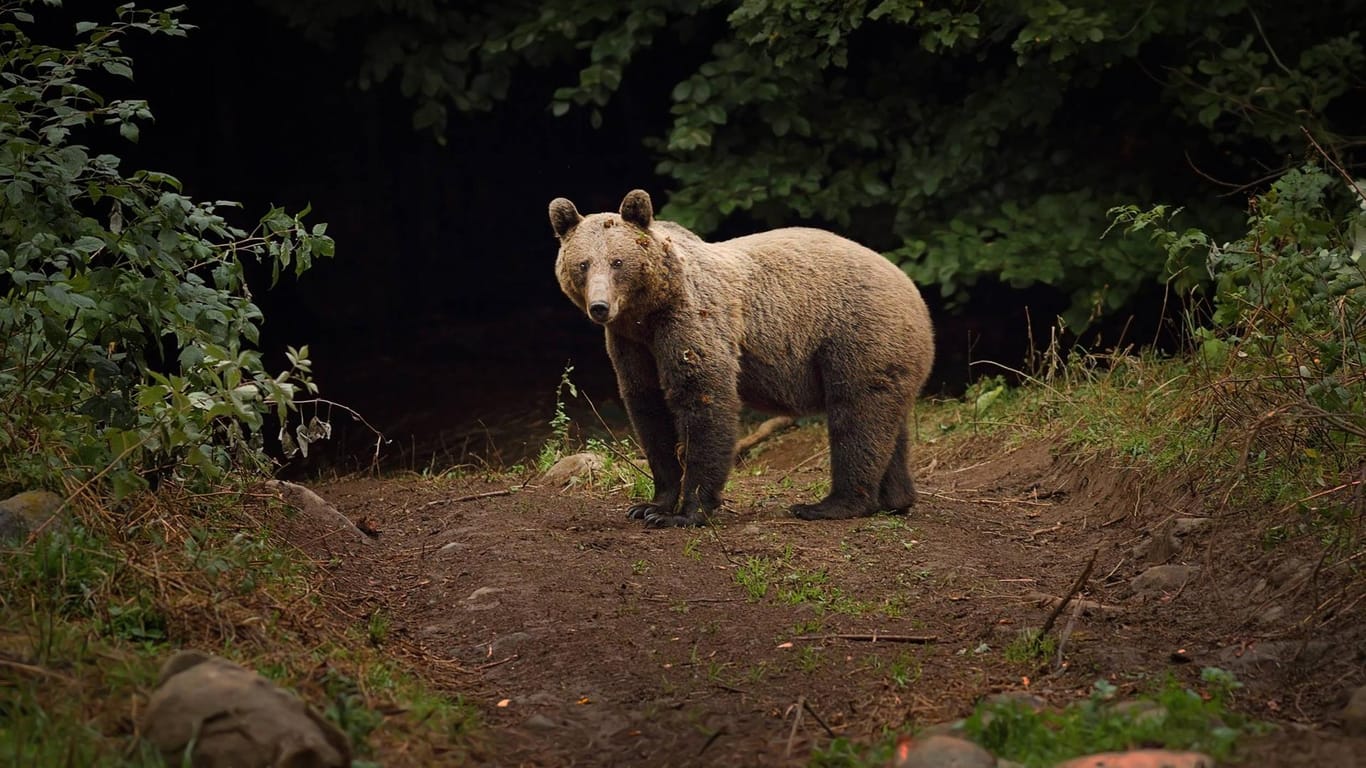 Braunbär in den Karpaten: Ein Bär hat einen deutschen Touristen angegriffen. (Symbolbild)