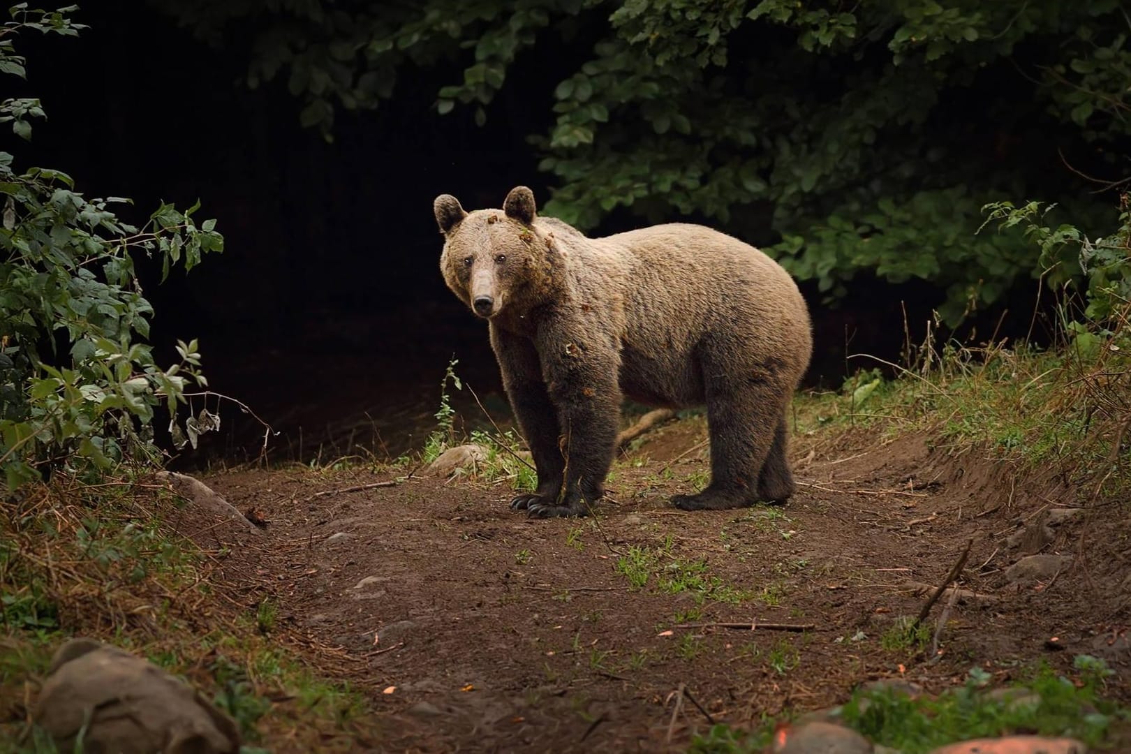 Braunbär in den Karpaten: Ein Bär hat einen deutschen Touristen angegriffen. (Symbolbild)