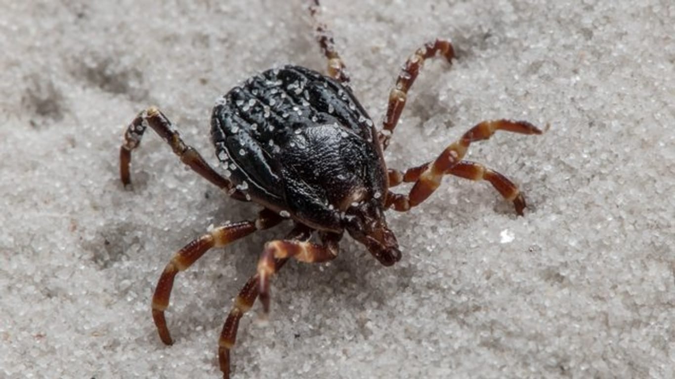 Hyalomma-Zecken können Träger des für Menschen unter Umständen sogar tödlichen Krim-Kongo-Virus sein.