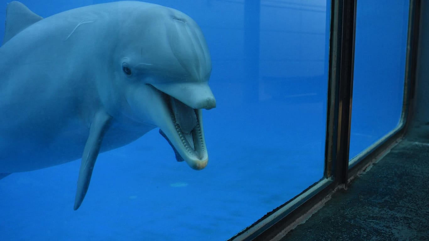 Delfin in einem Aquarium: Immer mehr Länder schließen sich den Zucht- und Haltungsverboten an. (Symbolbild)