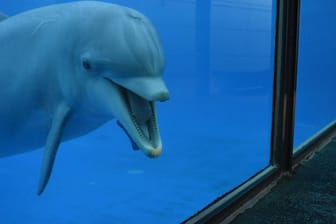 Delfin in einem Aquarium: Immer mehr Länder schließen sich den Zucht- und Haltungsverboten an. (Symbolbild)