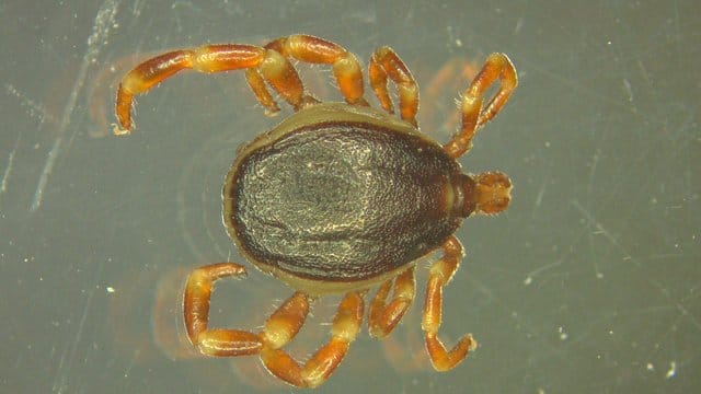 Die Hyalomma-Zecke hat erstmals in Deutschland überwintert. Die Hyalomma-Zecke hat erstmals in Deutschland überwintert.
