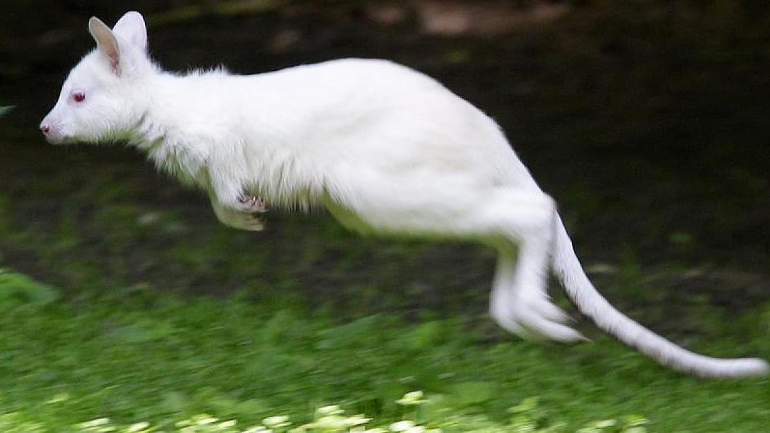 Weißes Känguru (Symbolbild): Der Besitzer konnte das entlaufene Känguru wieder einfangen. Weißes Känguru (Symbolbild): Der Besitzer konnte das entlaufene Känguru wieder einfangen.