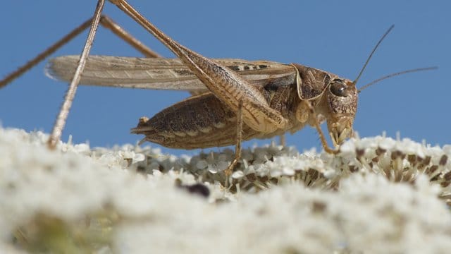 Millionen Heuschrecken haben die italienische Urlaubsinsel Sardinien heimgesucht. Millionen Heuschrecken haben die italienische Urlaubsinsel Sardinien heimgesucht.