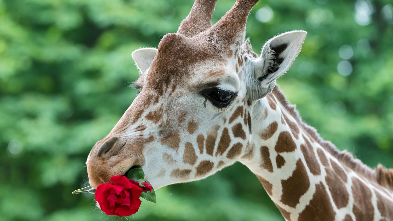 Giraffe frisst Rose: Gewitter sind für Tiere eine Stresssituation. (Symbolbild)
