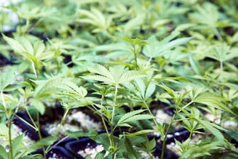 Eine Cannabis-Plantage: Griechische Ermittler haben rund 13.000 Pflanzen dieser Art entdeckt. (Symbolbild)
