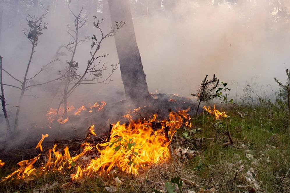 Waldbrand in Brandenburg: Die Anzahl der heißen Tage nimmt zu, die Waldbrandgefahr steigt, Unwetter häufen sich. Der deutsche Wald ist durch den Klimawandel massiv bedroht.