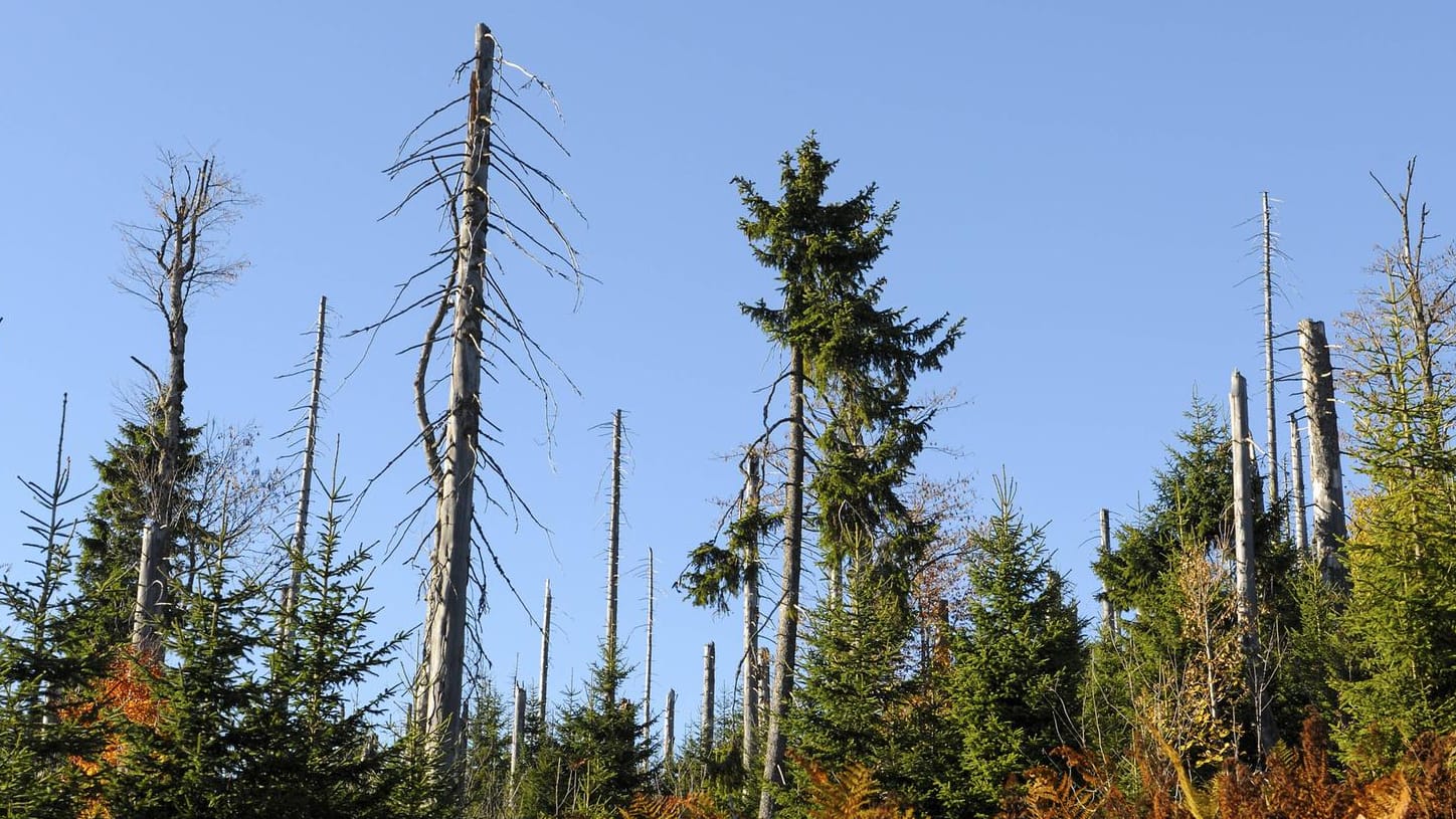 Ein durch Borkenkäferbefall abgestorbener Fichtenwald in Bayern: Die Herausforderungen für den deutschen Wald nehmen durch extreme Wetterbedingungen zu. Hitze und Sturm hinterlassen ihre Spuren.