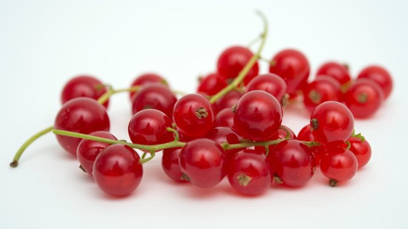 Johannisbeeren werden am besten mit Stiel gewaschen.