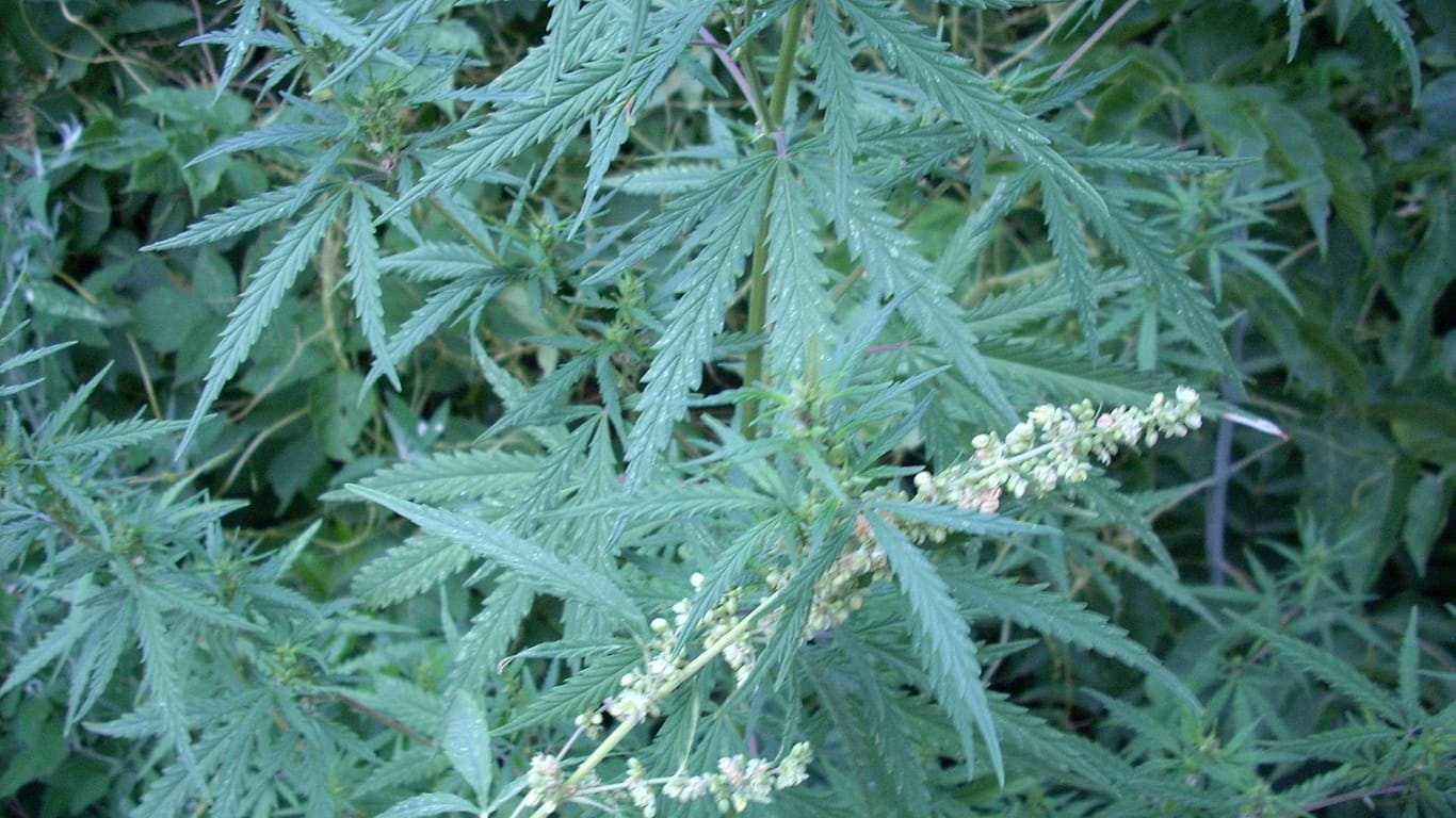 Die Cannabis-Pflanze: Schon vor 2.500 Jahren konsumierten Menschen die Droge.