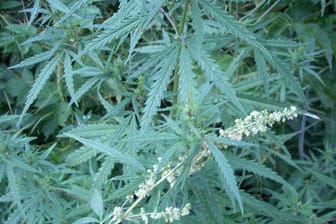 Die Cannabis-Pflanze: Schon vor 2.500 Jahren konsumierten Menschen die Droge.