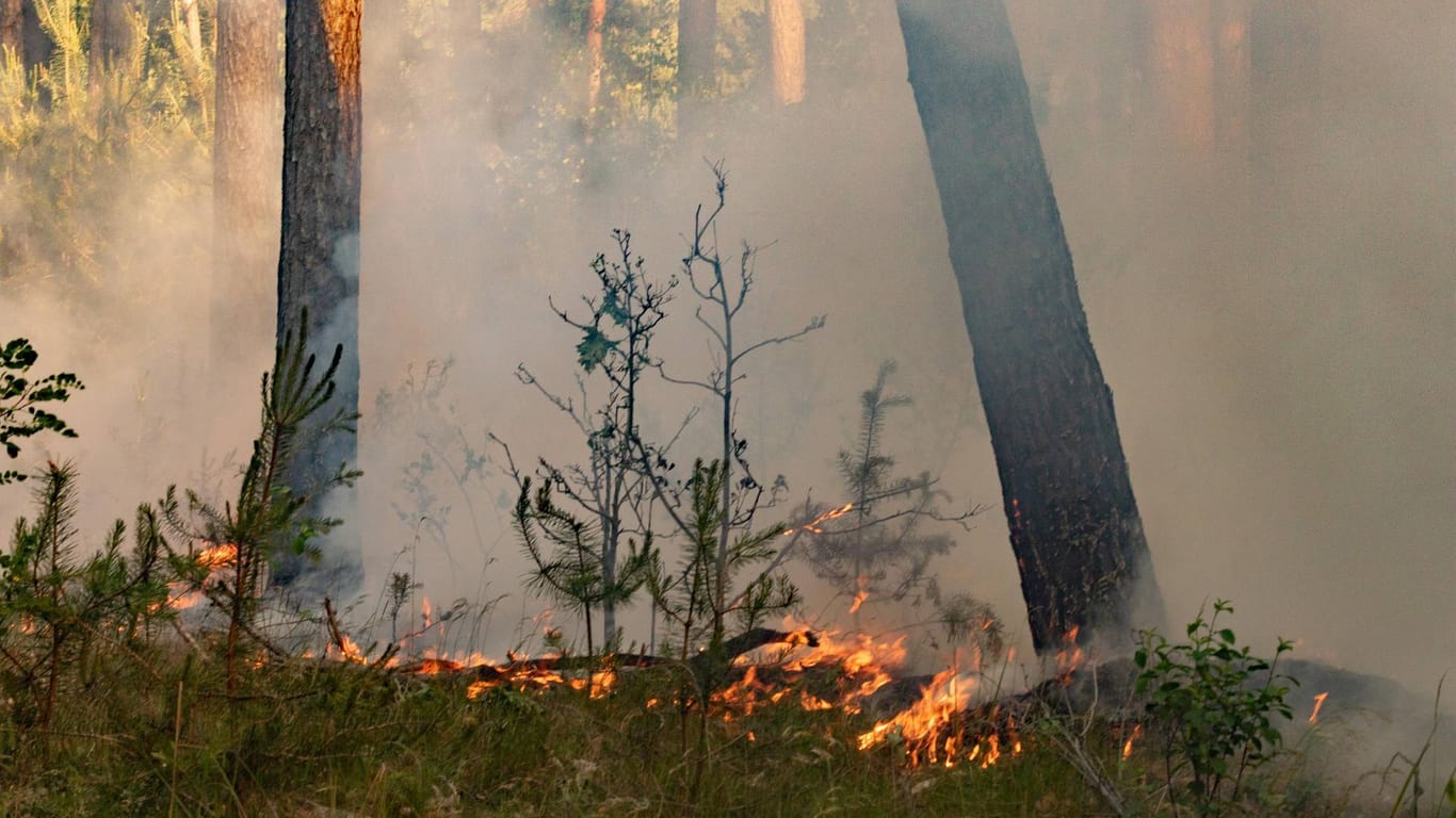 Waldbrand in Brandenburg: Regen senkt nicht das Waldbrandrisiko.