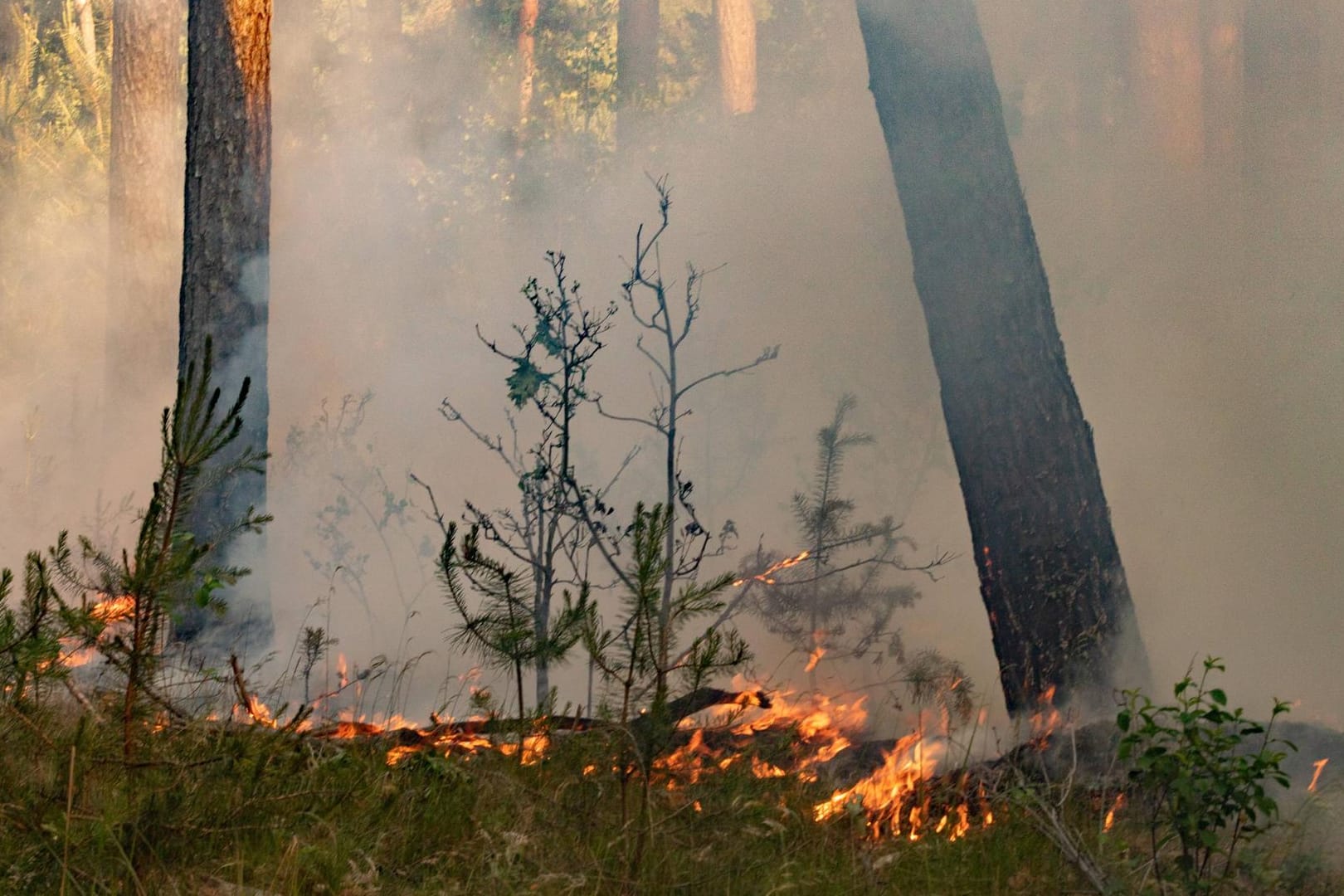 Waldbrand in Brandenburg: Regen senkt nicht das Waldbrandrisiko.