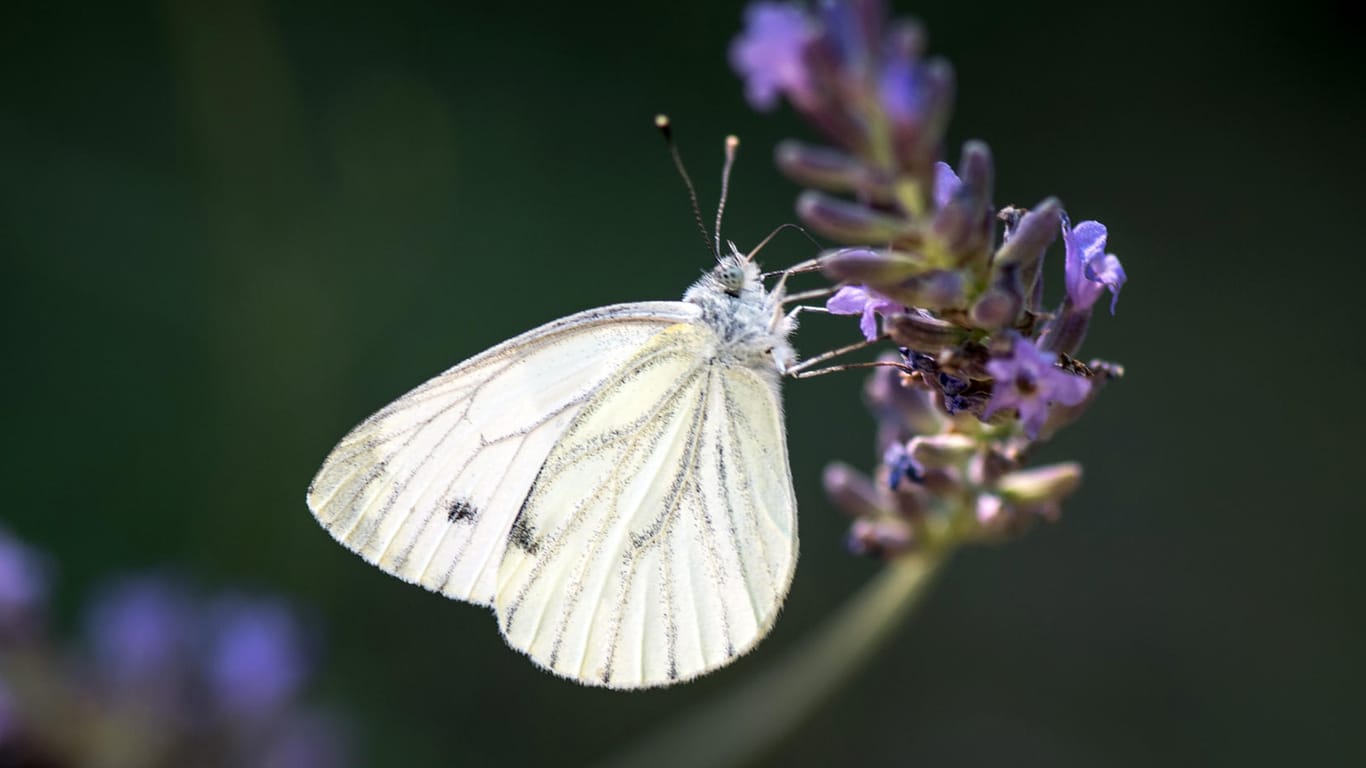 Ein Kohlweißling am Lavendel: Gibt es wirklich weniger Schmetterlinge in NRW? Das will der Naturschutzbund NABU herausfinden.