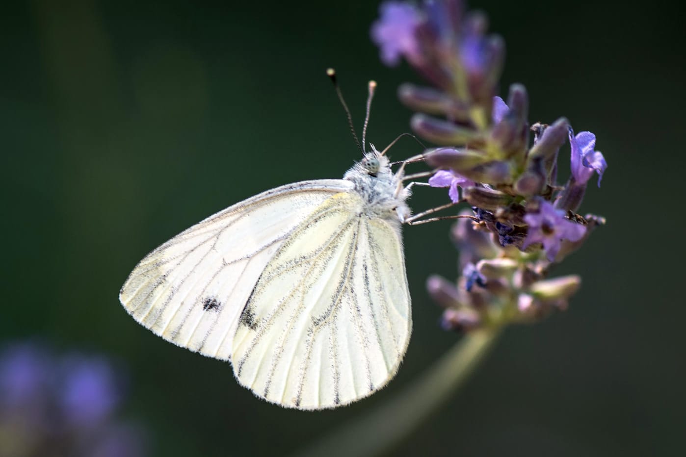 Ein Kohlweißling am Lavendel: Gibt es wirklich weniger Schmetterlinge in NRW? Das will der Naturschutzbund NABU herausfinden.