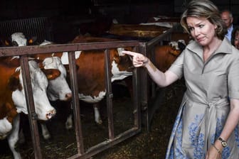 Königin Mathilde der Belgier: Sie war zu Besuch auf einer Farm in Heers und Lummen.