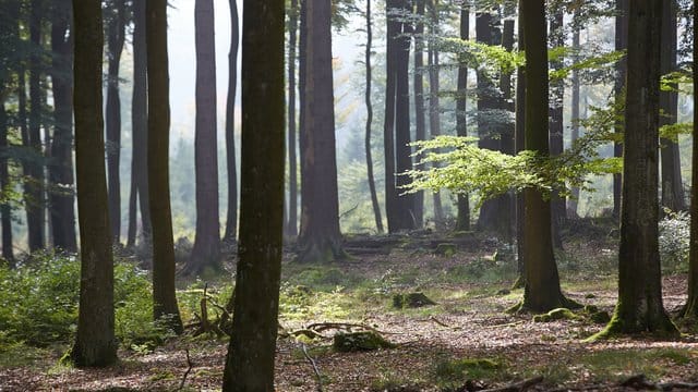 "Wie auch in der Landwirtschaft wollen und brauchen wir mehr Öko im Wald, zum Schutz des Klimas, der Artenvielfalt und der Umwelt.