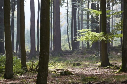 "Wie auch in der Landwirtschaft wollen und brauchen wir mehr Öko im Wald, zum Schutz des Klimas, der Artenvielfalt und der Umwelt.