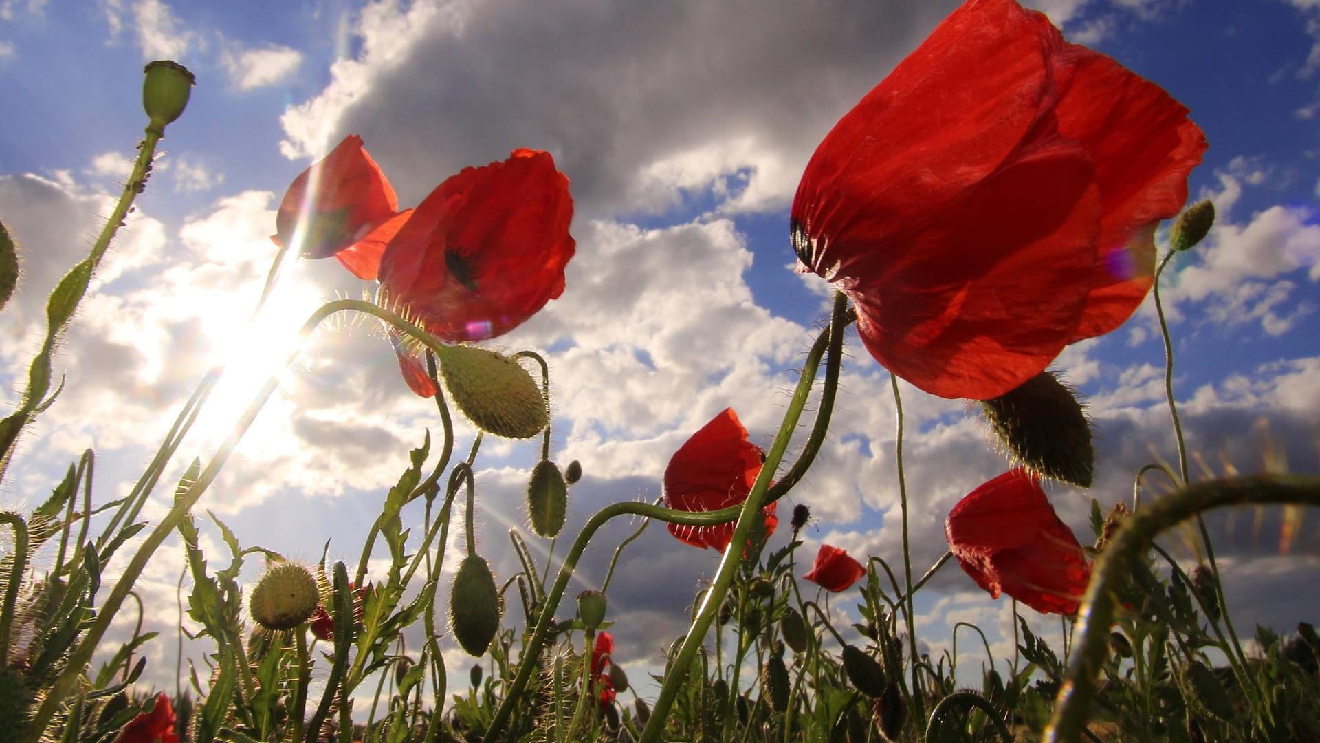 Mohnblumen im Sonnenschein mit wolkigem Himmel: Am Wochenende zeigt sich das Wetter eher wechselhaft.