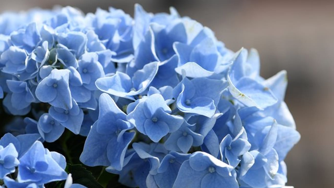 Damit Hortensien intensiv blau blühen, brauchen sie einen bestimmten Säuregehalt im Boden.
