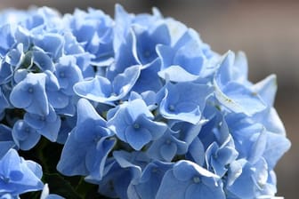 Damit Hortensien intensiv blau blühen, brauchen sie einen bestimmten Säuregehalt im Boden.