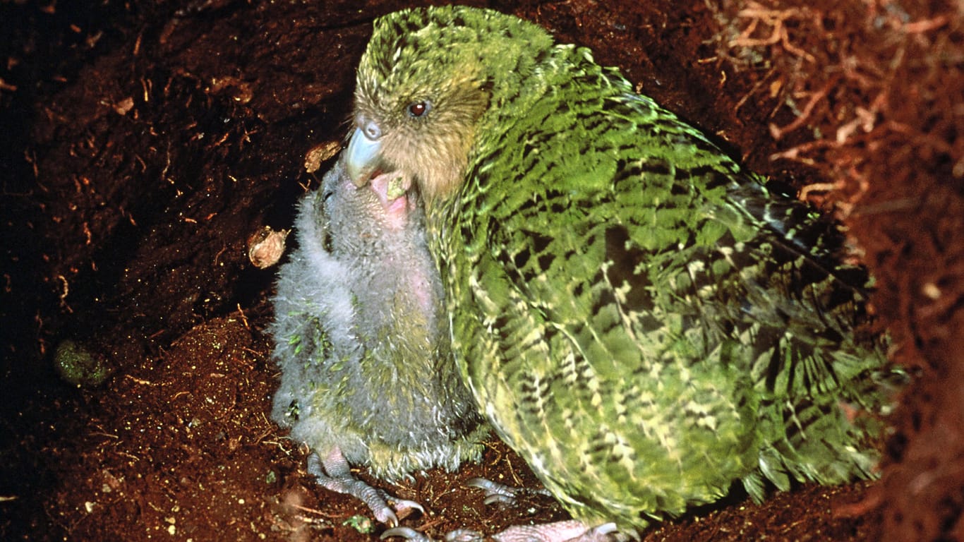 Ein Kakapo füttert seinen Nachwuchs: Wissenschaftler kümmern sich um die Fortpflanzung der Tiere.