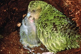 Ein Kakapo füttert seinen Nachwuchs: Wissenschaftler kümmern sich um die Fortpflanzung der Tiere.