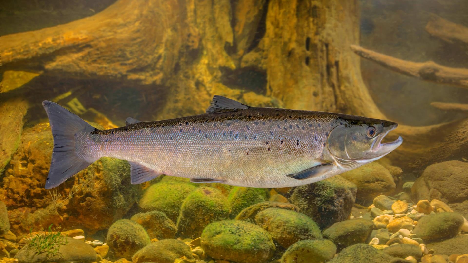 Ein atlantischer Lachs im norwegisches Gewässer: Solche und andere Lebewesen können die Besucher von "Under" künftig beim Essen beobachten.