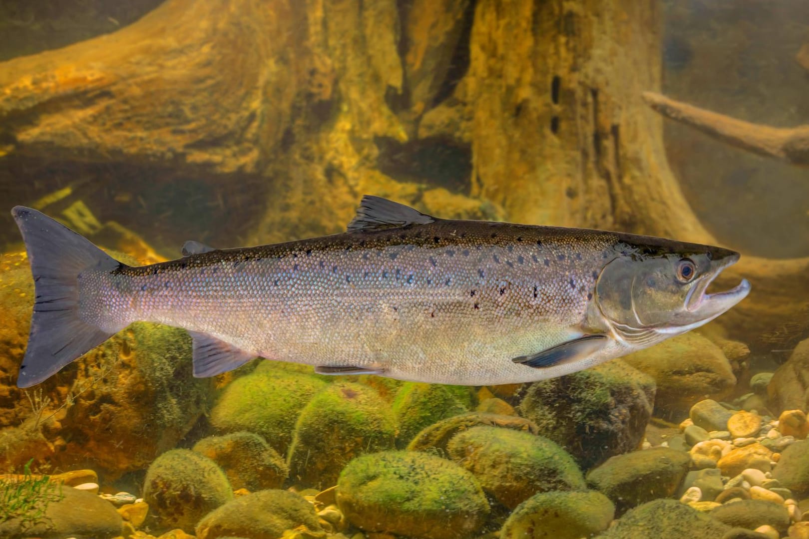 Ein atlantischer Lachs im norwegisches Gewässer: Solche und andere Lebewesen können die Besucher von "Under" künftig beim Essen beobachten.