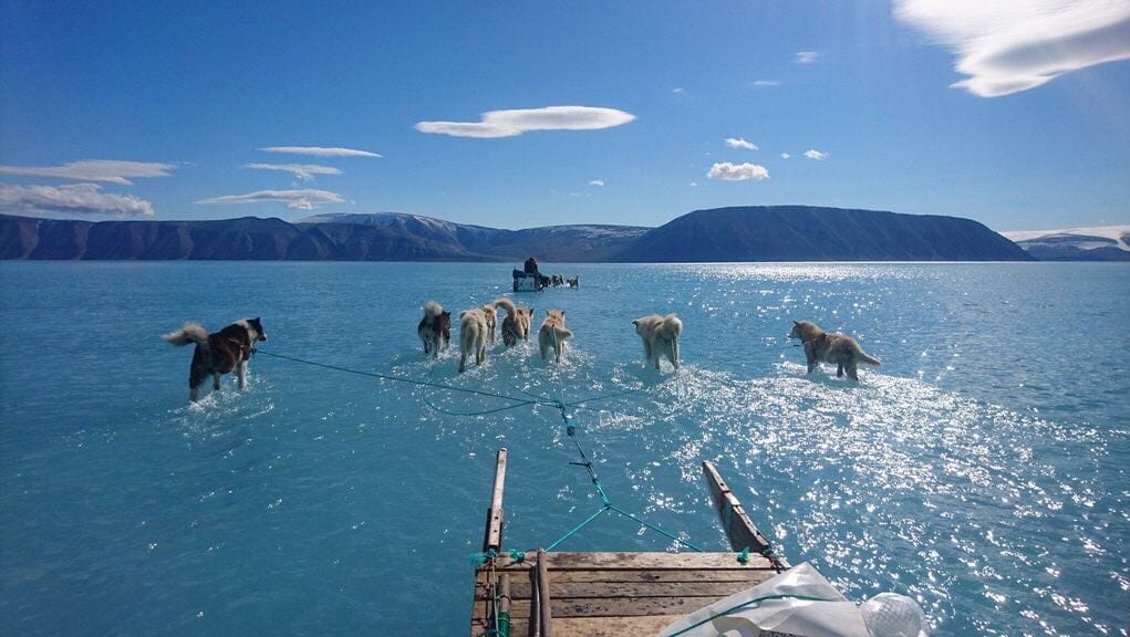 Waten durchs Wasser. Schlittenhunde auf dem grönländischen Inglefield-Fjord.