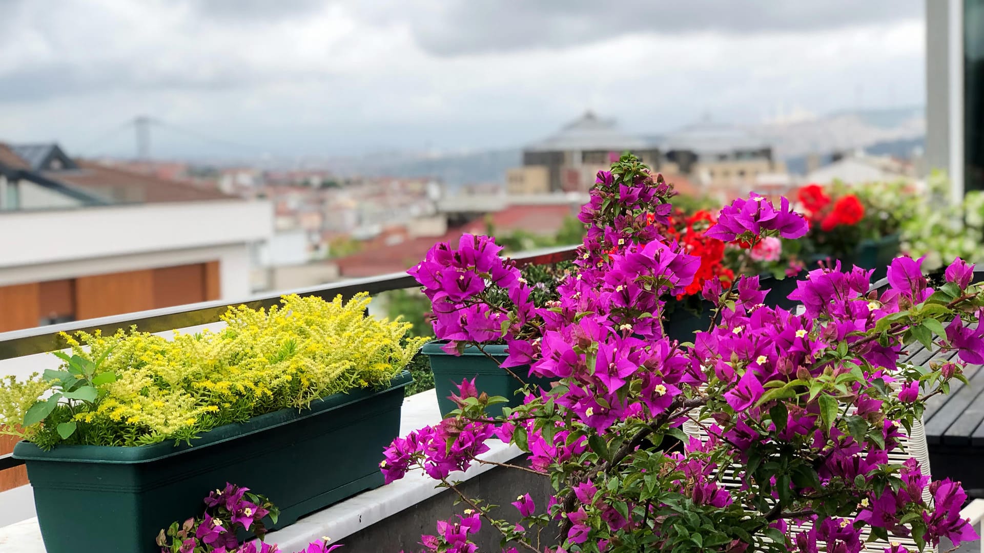 Balkon mit Blumen: Damit die Blütenpracht bestehen bleibt, gibt es einen Kniff.