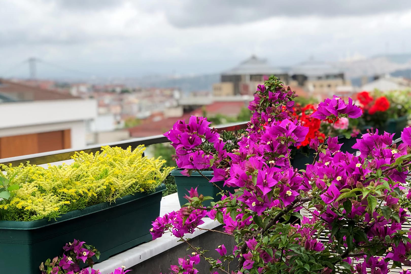 Balkon mit Blumen: Damit die Blütenpracht bestehen bleibt, gibt es einen Kniff.