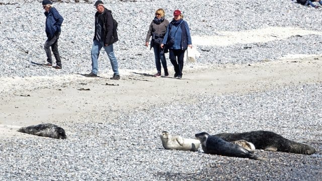 Besonders im Sommer kommen am Südstrand häufig Badegäste, Tagesgäste und Meeressäuger auf sehr engem Raum zusammen. Besonders im Sommer kommen am Südstrand häufig Badegäste, Tagesgäste und Meeressäuger auf sehr engem Raum zusammen.