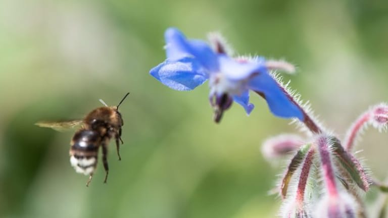 Der Duft lockt Hummeln und Bienen an: Der Nektar der blauen Borretsch-Blüte bietet ihnen Nahrung.