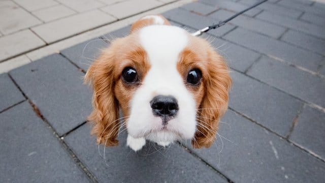 Anders als Wölfe besitzen Hunde einen Muskel, der es ihnen ermöglicht, die inneren Augenbrauen anzuheben - das Gesicht des Tieres wirkt dadurch kindlicher.