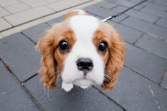 Anders als Wölfe besitzen Hunde einen Muskel, der es ihnen ermöglicht, die inneren Augenbrauen anzuheben - das Gesicht des Tieres wirkt dadurch kindlicher.