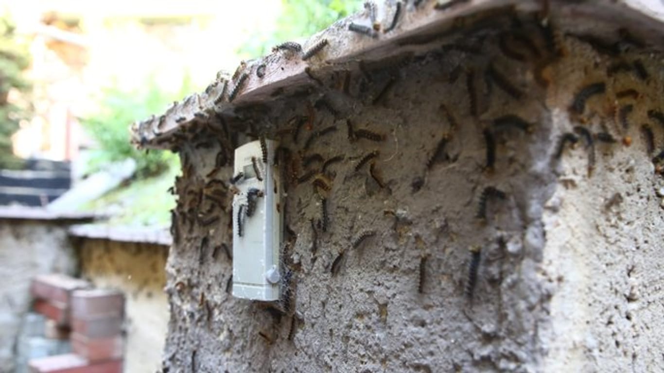 Schwammspinnerraupen: Die Insekten befallen gerade Häuser in Wäldern in Süddeutschland.