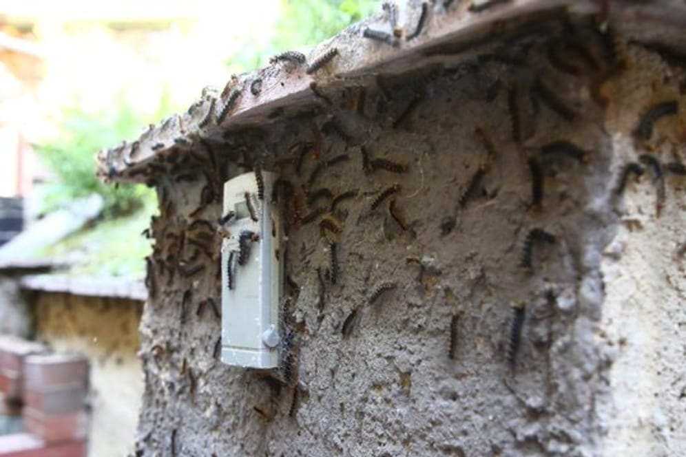 Schwammspinnerraupen: Die Insekten befallen gerade Häuser in Wäldern in Süddeutschland.