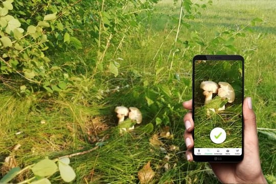 "Pilzator" auf dem Smartphone: Sollen Pilze verzehrt werden, darf man sich aber nicht allein auf eine automatische Erkennung verlassen.