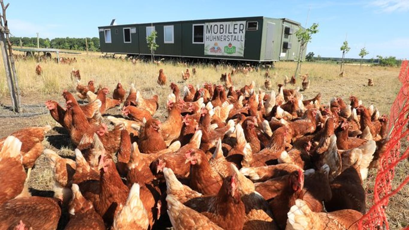 Hühner grasen auf der Wiese: Mit den mobilen Hühnerställen können die Tiere schnell weiter ziehen.