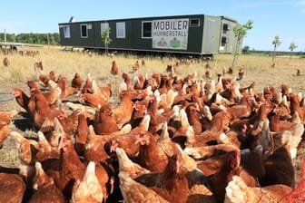 Hühner grasen auf der Wiese: Mit den mobilen Hühnerställen können die Tiere schnell weiter ziehen.