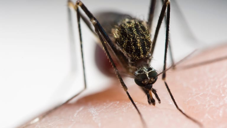 Eine Mücke auf der Haut: Die Tiere übertragen das West-Nil-Fieber auf den Menschen.
