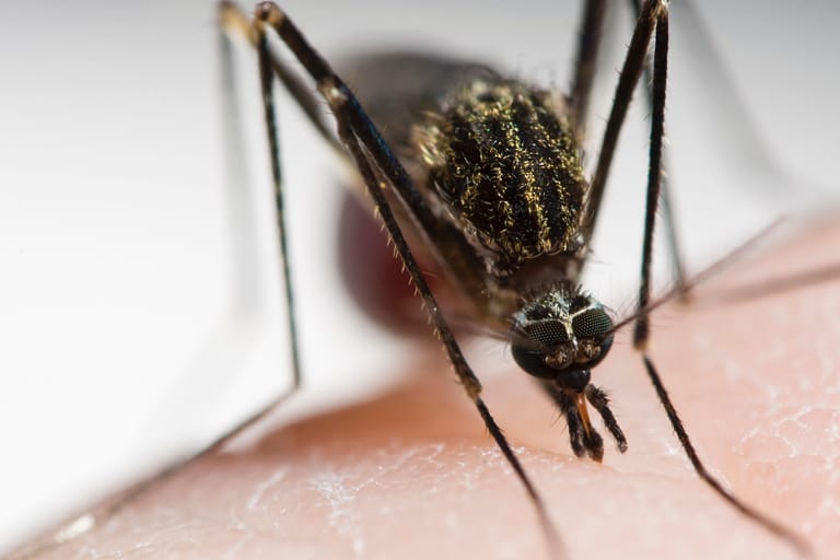 Eine Mücke auf der Haut: Die Tiere übertragen das West-Nil-Fieber auf den Menschen.