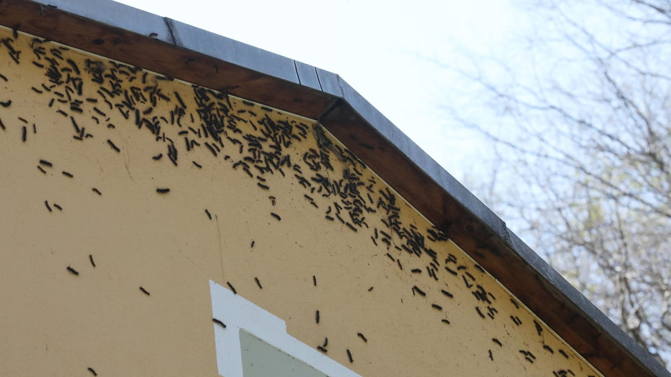 Schwammspinner Raupen haben die Fassade eines Hauses befallen: Eine regelrechte Invasion der Raupen hat sich über mehrere Regionen in Deutschland hergemacht. Die Anwohner kämpfen gegen den Befall.
