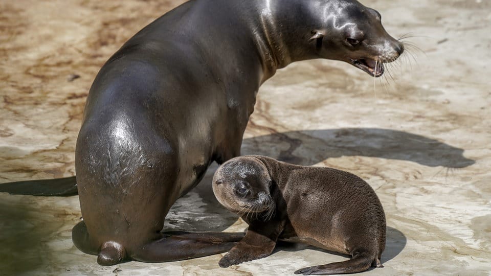 Seelöwen-Nachwuchs im Kölner Zoo: "Lucy" ist das erste Jungtier seit 2015.