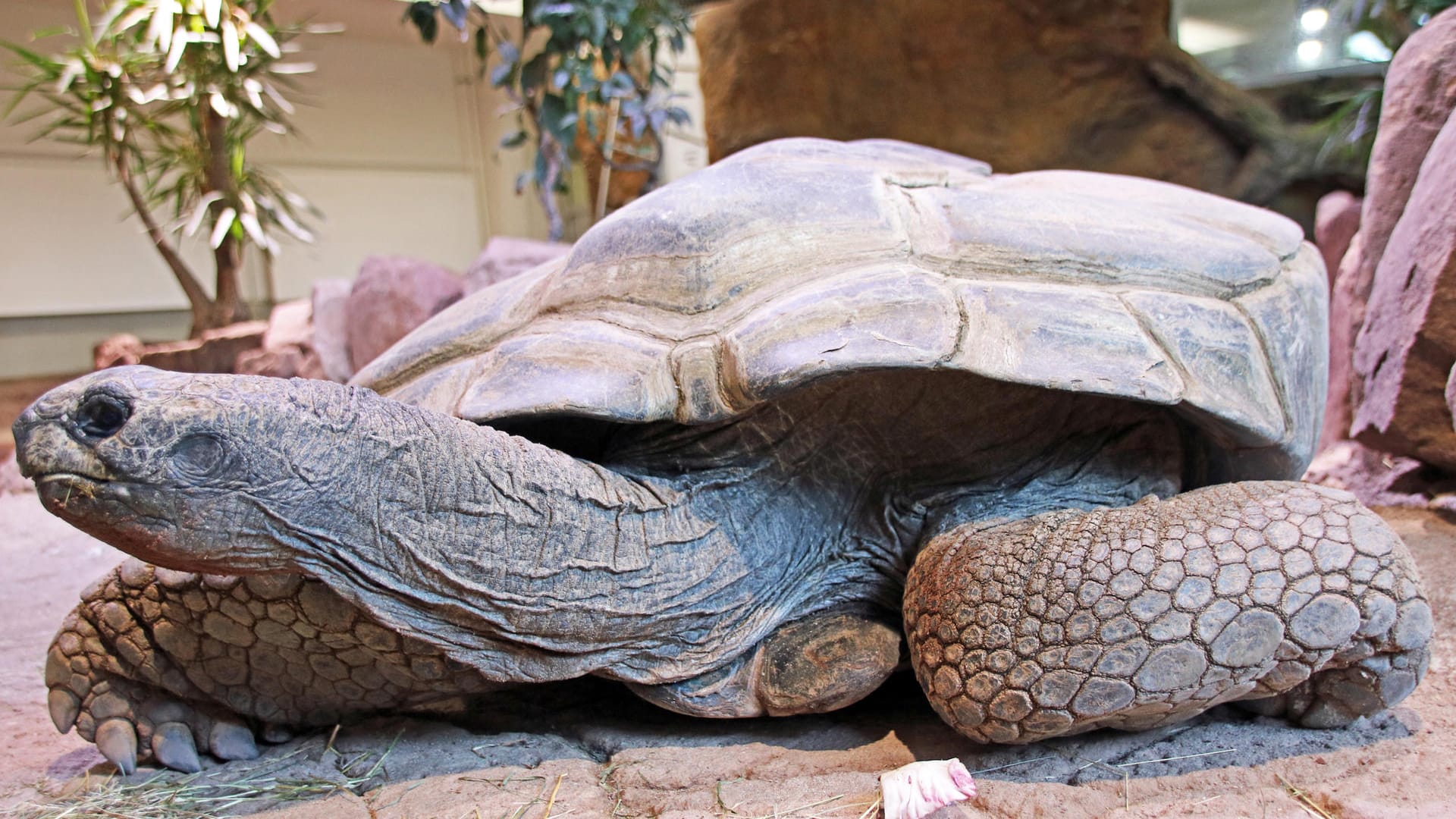 Die Seychellen-Riesenschildkröte "Flunder" kriecht über den Boden: Im Karlsruher Zoo ist die Schildkröte jetzt eingeschläfert worden.