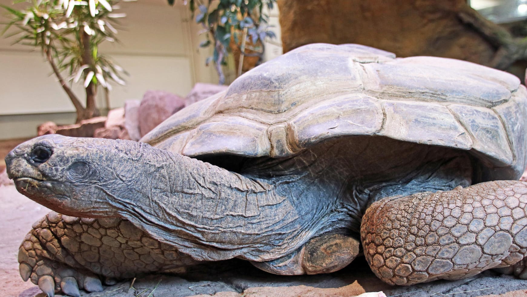 Die Seychellen-Riesenschildkröte "Flunder" kriecht über den Boden: Im Karlsruher Zoo ist die Schildkröte jetzt eingeschläfert worden.