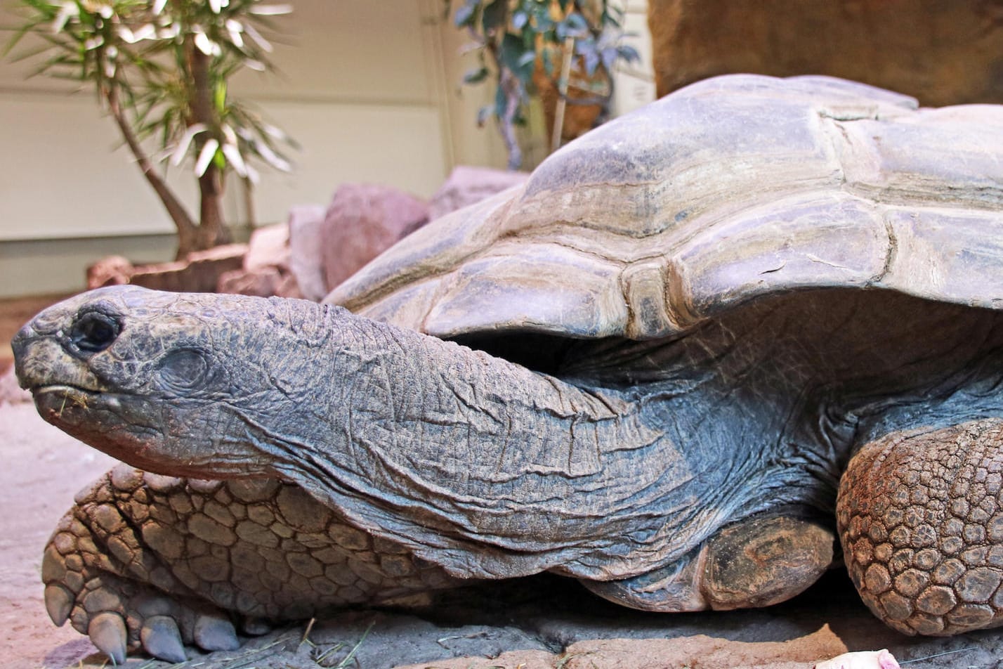 Die Seychellen-Riesenschildkröte "Flunder" kriecht über den Boden: Im Karlsruher Zoo ist die Schildkröte jetzt eingeschläfert worden.